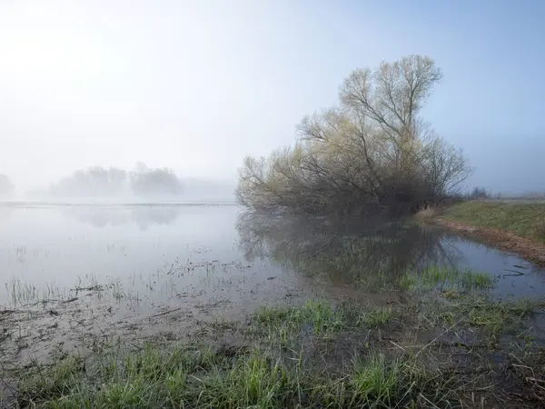Morgendlicher Nebel Umgibt Ein Feuchtgebiet Und Ein Baum Wirft Ein lizenzfreie Stockbilder