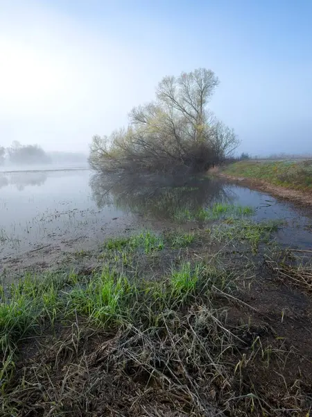 Niebla Temprano Mañana Rodea Ligeramente Área Humedales Árbol Que Proyecta Imagen De Stock