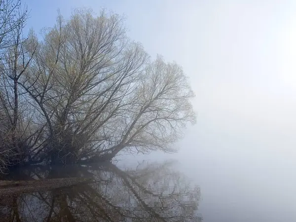 Early Morning Fog Lightly Surrounds Wetland Area Tree Casting Reflection Stock Picture