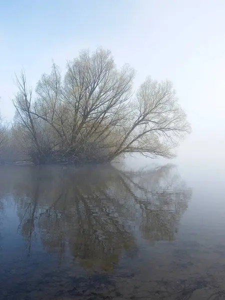 清晨的雾气轻描淡写地笼罩着爱达荷州北部的一片湿地和一棵树 在那里投下了一片倒影 免版税图库图片