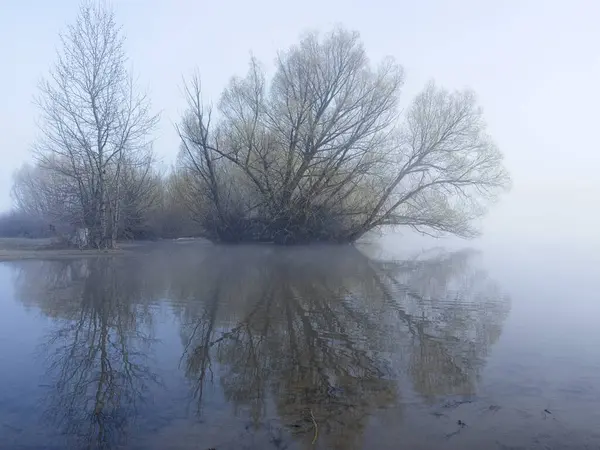 Nevoeiro Matutino Rodeia Levemente Uma Área Húmida Uma Árvore Lançando Imagens Royalty-Free
