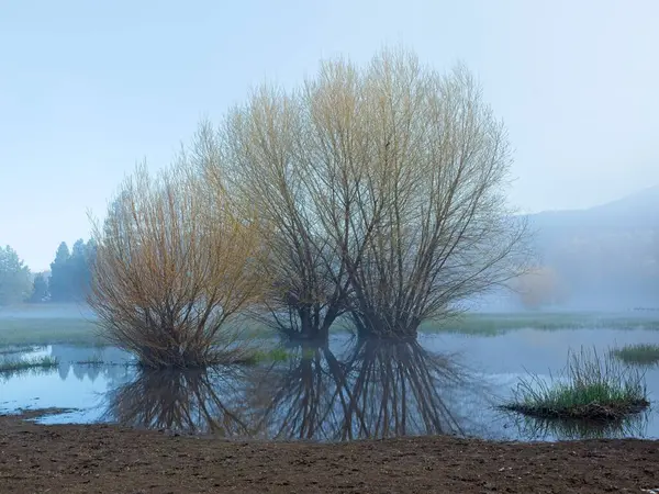 Nevoeiro Matutino Rodeia Levemente Uma Área Húmida Uma Árvore Lançando Imagem De Stock