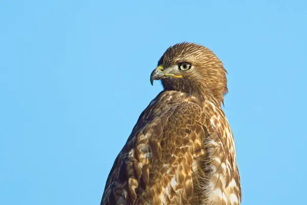Ritratto Ravvicinato Falco Dalla Coda Rossa Contro Cielo Blu Nella Foto Stock Royalty Free