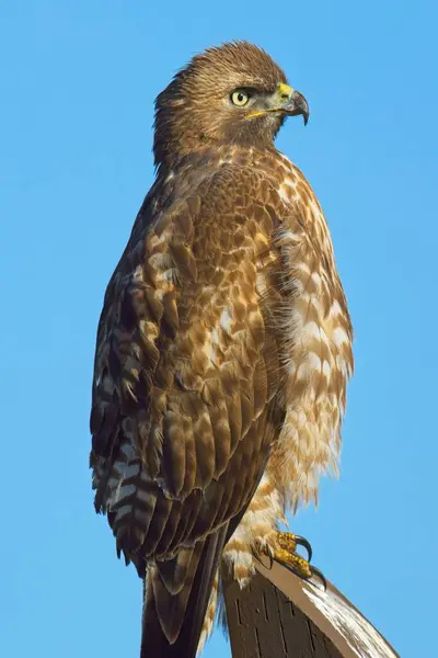 Close Red Tailed Hawk Perched Wooden Post Blue Sky Eastern Royalty Free Stock Photos