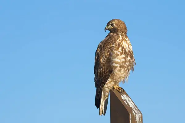 Close Red Tailed Hawk Perched Wooden Post Blue Sky Eastern Royalty Free Stock Photos