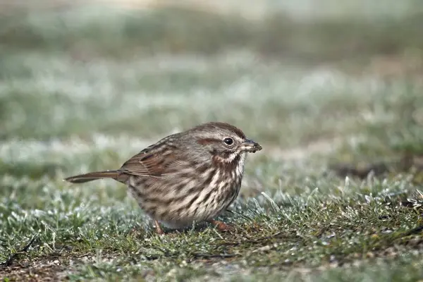 Small Song Sparrow Walks Ground Foraging Food North Idaho Stock Picture