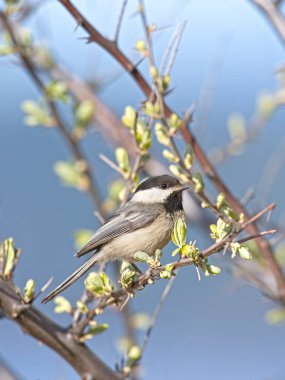 A portraiture of a small black capped chickadee songbird perched on a twig in Coeur d'Alene, Idaho clipart