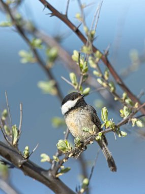A portraiture of a small black capped chickadee songbird perched on a twig in Coeur d'Alene, Idaho clipart