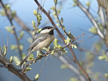 A close up of a small black capped chickadee perched on a small twig in Coeur d'Alene, Idaho. clipart