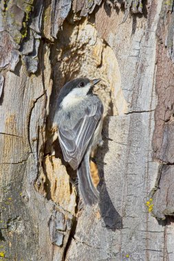 A small black capped chichadee is perched on the edge of a hole in a tree in Coeur d'Alene, Idaho. clipart