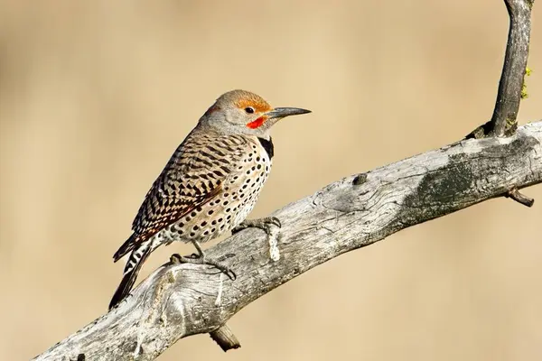 Northern Flicker Perched Barren Branch Turnbull Wildlife Refuge Cheney Washington Royalty Free Stock Images