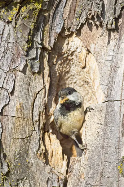Small Black Capped Chickadee Appears Opening Hole Small Bits Wood Obrazek Stockowy