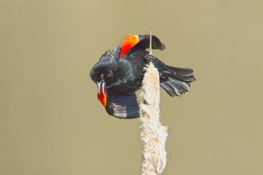 A singing male red winged blackbird perched on a cattail plant near Cheney, Washington clipart