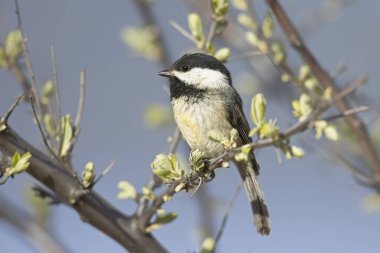 A close up of a small black capped chickadee perched on a small twig in Coeur d'Alene, Idaho. clipart
