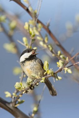 A portraiture of a small black capped chickadee songbird with its beak open perched on a twig in Coeur d'Alene, Idaho clipart