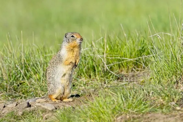 Small Furry Columbian Ground Squirrel Sits Its Hind Legs Turnbull Stockfoto