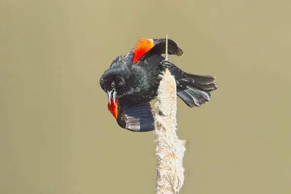 Співаючий Чоловік Червоним Крилом Чорний Птах Котячій Рослині Поблизу Чейні Ліцензійні Стокові Фото