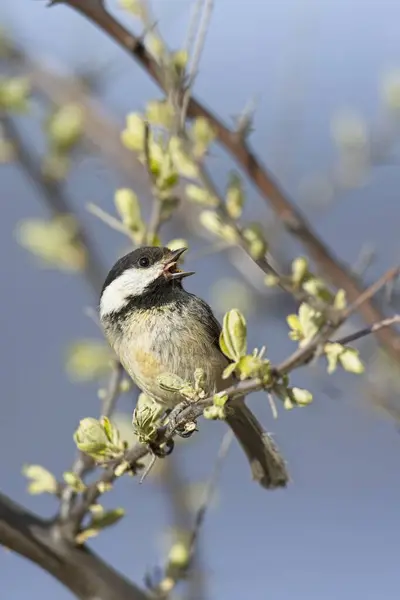 Portraiture Small Black Capped Chickadee Songbird Its Beak Open Perched Royalty Free Stock Photos