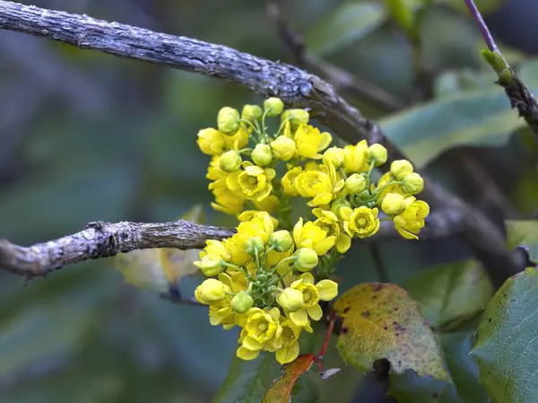 Una Foto Cerca Flores Trigo Sarraceno Amarillo Silvestre Cerca Leavenworth Imagen de stock