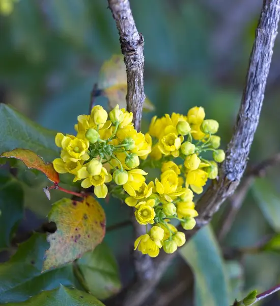 Una Foto Cerca Flores Trigo Sarraceno Amarillo Silvestre Cerca Leavenworth Imagen de archivo