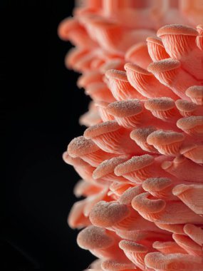 Küçük pembe istiridye mantarlarının büyümelerinin ilk evrelerindeki makro stüdyo fotoğrafı..