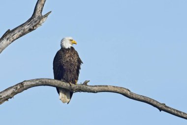 An adult American Bald Eagle is perched on a barren branch in Bonners Ferry, Idaho. clipart