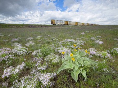 A landscape photo of a field of wildflowers including arrowleaf balsamroot and purple periwinkles with abandoned train cars in the background. clipart