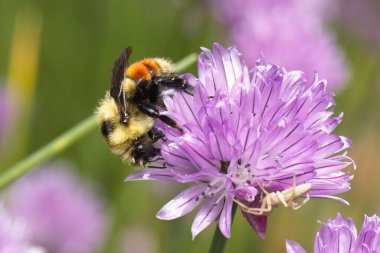 Turuncu kuşaklı yaban arısı Kuzey Idaho 'daki çiçekli bir soğandan polen topluyor..