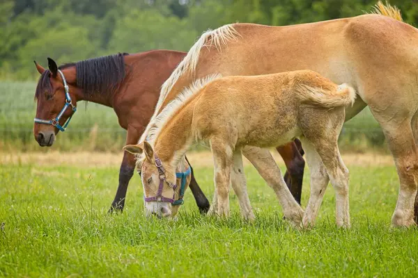 Genç bir midilli ve annesi, kuzeydoğu Indiana 'da bir çayırda birlikte otluyorlar..