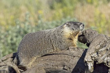 A cute furry yellow-bellied marmot rests on a fallen tree soaking in the sun near Liberty Lake, Washington. clipart