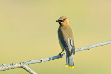 Sabahleyin Washington 'daki Liberty Gölü yakınlarında küçük bir dala tünemiş güzel bir sedir kanadı kuşu..
