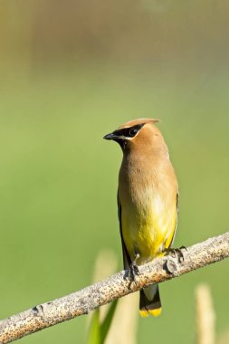 Sabahleyin Washington 'daki Liberty Gölü yakınlarında küçük bir dala tünemiş güzel bir sedir kanadı kuşu..