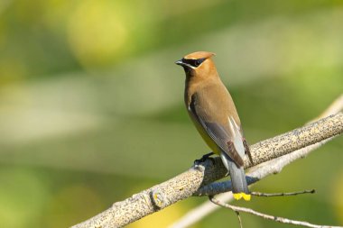 Sabahleyin Washington 'daki Liberty Gölü yakınlarında küçük bir dala tünemiş güzel bir sedir kanadı kuşu..