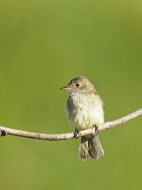 A cute western wood pewee is perched on a small branch in the morning near Liberty Lake, Washington. clipart