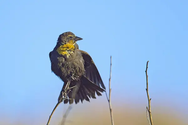 stock image A small female yellow headed black bird is perched on a small twig set against the blue sky.