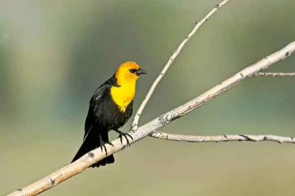 stock image A pretty male yellow headed blackbird is perched on a small branch near Libtery Lake, Washington.