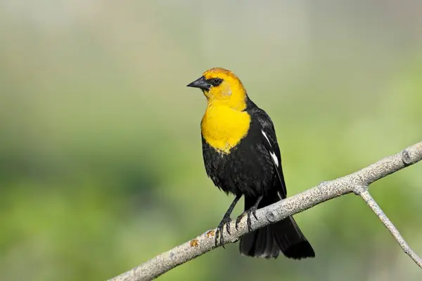 stock image A pretty male yellow headed blackbird is perched on a small branch near Libtery Lake, Washington.