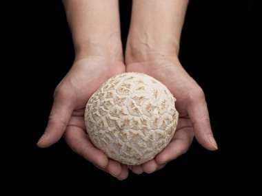 A studio photo of hands holding a fresh puffball mushroom set against a black background. clipart