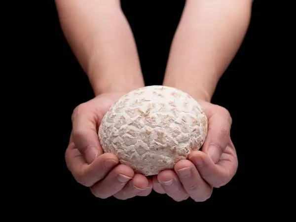 stock image A studio photo of hands holding a fresh puffball mushroom set against a black background.