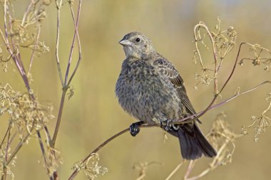 Liberty Lake, Washington yakınlarında küçük bir dal üzerine tünemiş şirin bir serçenin yakın çekimi..