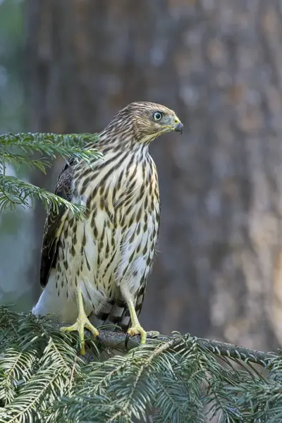 stock image A close up of a cooper's hawk perched on a tree branch in north Idaho.