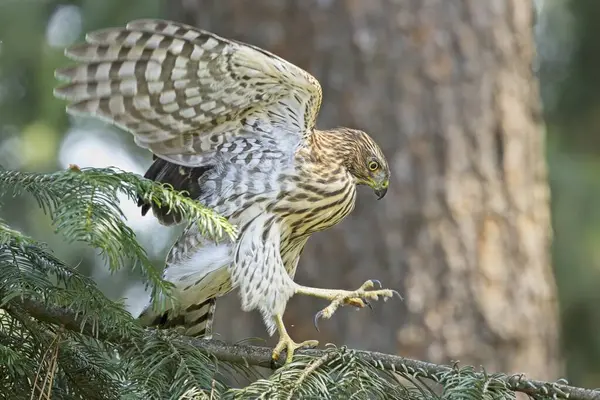 stock image A cooper's hawk perched on a branch flaps its wings in north Idaho.