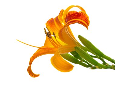 Beyaz bir stüdyonun arka planında turuncu ve sarı bir zambak var..