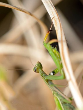Kuzey Idaho 'daki bir bahçede bitkilerin arasında gezinen peygamber devesinin makro bir fotoğrafı..