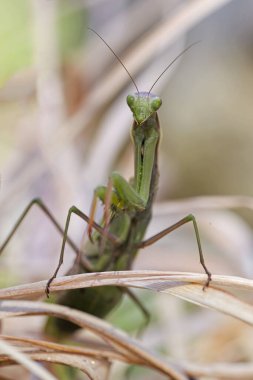Kuzey Idaho 'daki bir bahçede bitkilerin arasında gezinen peygamber devesinin makro bir fotoğrafı..