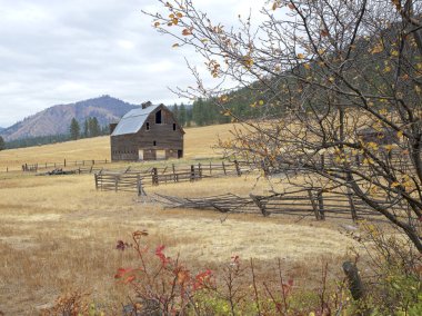 Ellensburg, Washington yakınlarındaki ağaç ve çalıların arkasındaki bir arazide eski bir ahır duruyor..