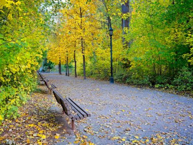 Park bankları, sonbaharda Leavenworth, Washington 'daki kasaba parkında boş bir yürüyüş yolu çiziyor..