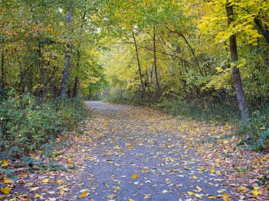 İyi korunmuş bir yürüyüş yolu sonbaharda Leavenworth, Washington 'daki kasaba parkında renkli ağaçlarla doludur..