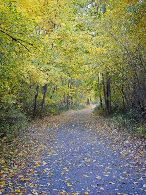 İyi korunmuş bir yürüyüş yolu sonbaharda Leavenworth, Washington 'daki kasaba parkında renkli ağaçlarla doludur..
