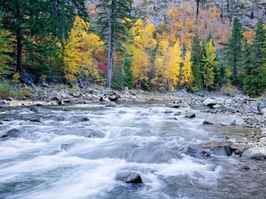 Sonbaharda Leavenworth, Washington yakınlarındaki Wenatchee nehrinin Tumwater Kanyonu 'ndaki akıntılar..